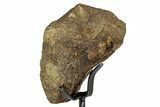 Dinosaur Vertebra Section w/ Metal Stand - South Dakota #335508-3